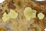 Yellow-Green Austinite Crystal Formation - Durango, Mexico #154709-1